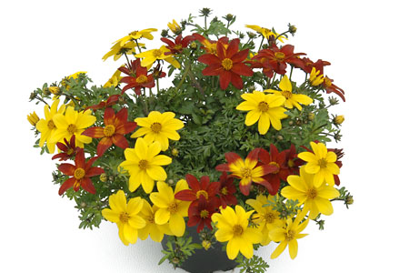 Bidens Duo Sunfire