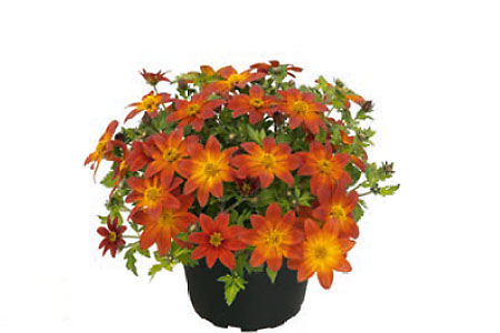 Bidens Mini Bee Bidens Mini Bee