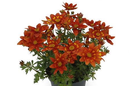 Bidens Spicy Margerita