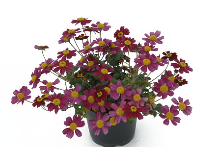 Bidens Stoplight Bidens Stoplight