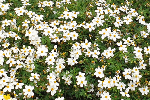 Bidens  Bee Meadow