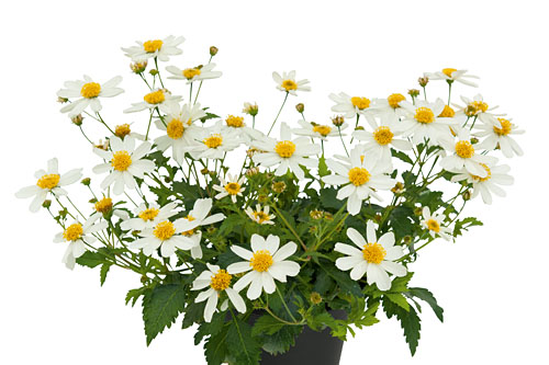 Bidens  Bee White