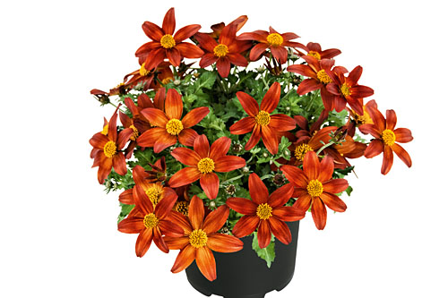 Bidens Campfire Fire Wheel