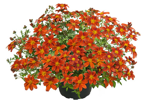 Bidens Campfire Firedance