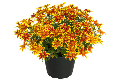 Bidens  Mini Bee Crown