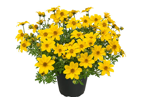 Bidens Rockstar 2026 Bidens Rockstar 2026