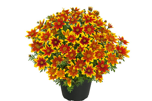 Bidens Sweet Brocade Bidens Sweet Brocade