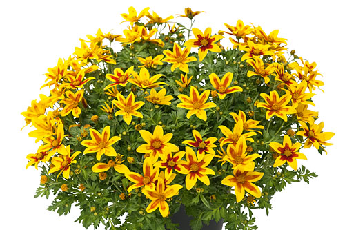 Bidens  Tiger Bee