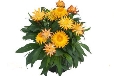 Bracteantha Sunbrella Bronze Bracteantha Sunbrella Bronze