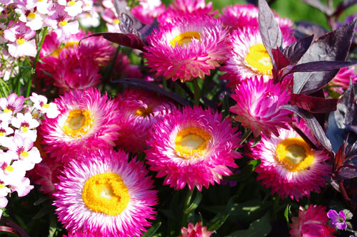 Bracteantha SUNBRELLA Pink