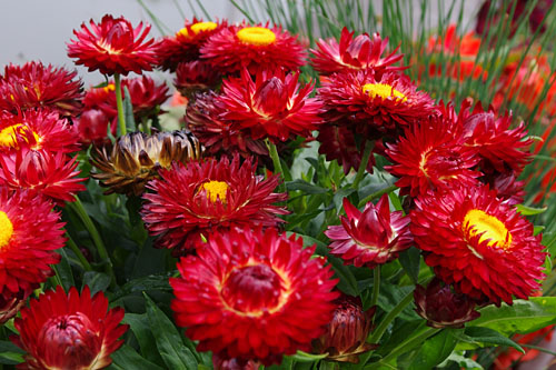 Bracteantha SUNBRELLA Red