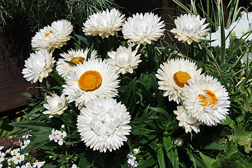 Bracteantha SUNBRELLA White