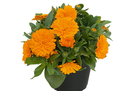 Calendula Powerdaisy Tango