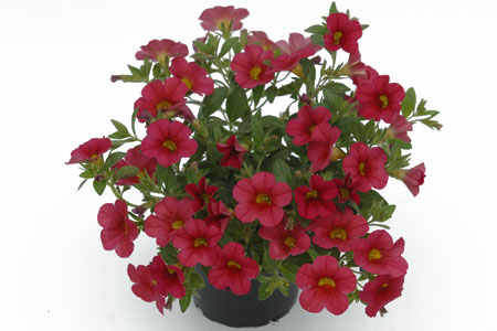 Calibrachoa Pocket Light Red