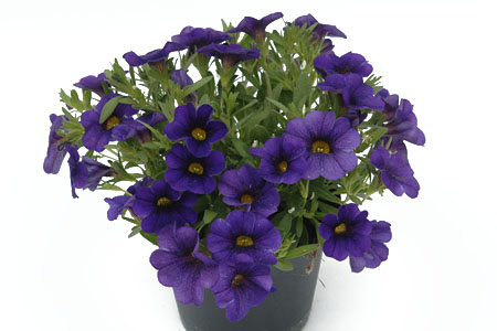 Calibrachoa Pocket Lilac