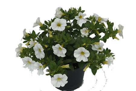 Calibrachoa Pocket White