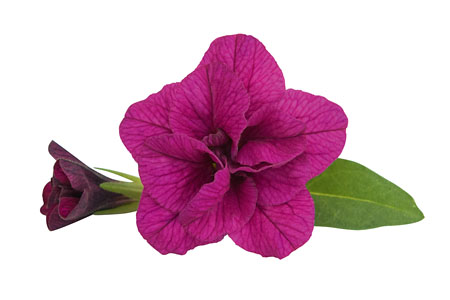 Calibrachoa Superbells Double Magenta Calibrachoa Superbells Double Magenta