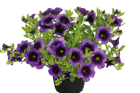 Calibrachoa Superbells Grape Punch