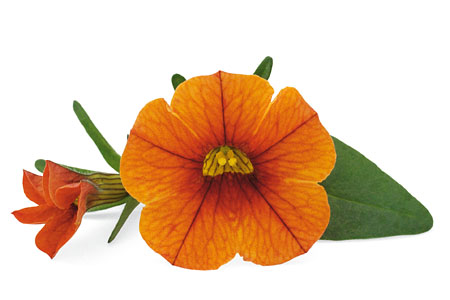 Calibrachoa Superbells Orange 2019 Calibrachoa Superbells Orange 2019