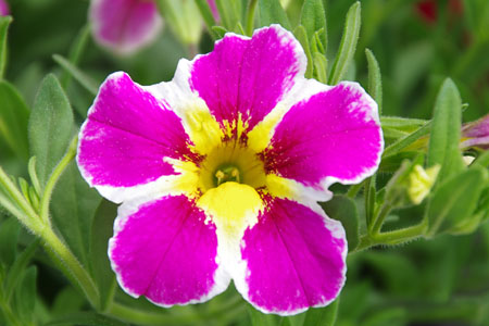 Calibrachoa Superbells Pink Starburst Calibrachoa Superbells Pink Starburst