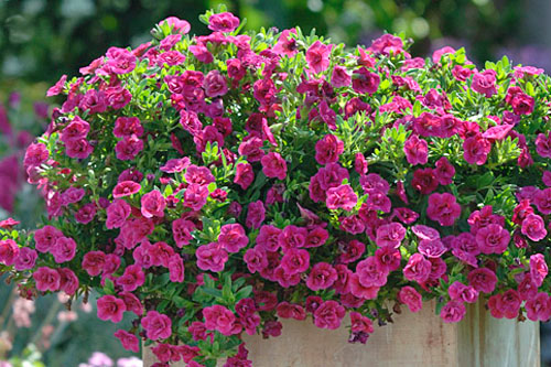 Calibrachoa SUPERBELLS Double Magenta