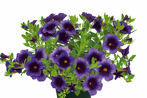 Calibrachoa SUPERBELLS Grape Punch