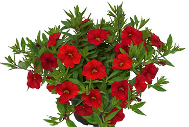 Calibrachoa Unique Red