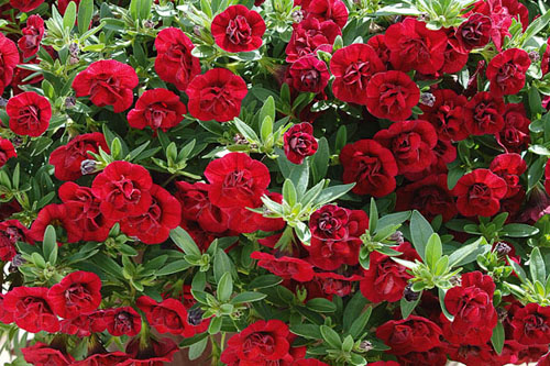 Calibrachoa SUPERBELLS Double Ruby