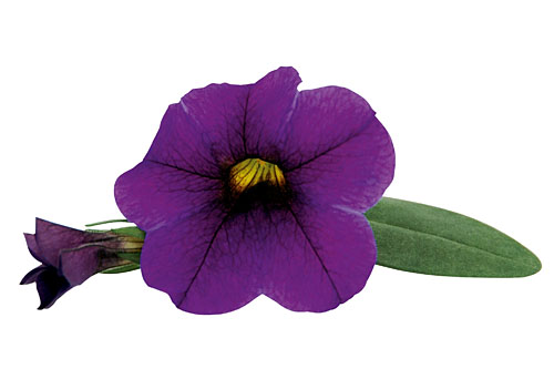 Calibrachoa Unique Lilac