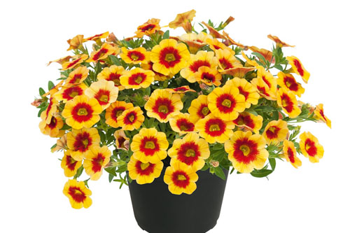 Calibrachoa Unique Apricot Punch