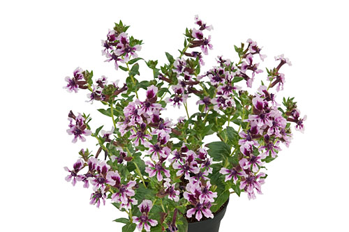 Cuphea HEATBEAT Amethyst Cuphea HEATBEAT Amethyst