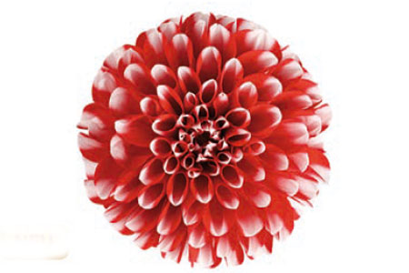 Dahlia Dalina Merida Dahlia Dalina Merida