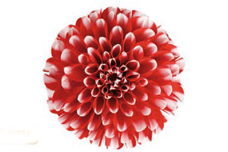 Dahlia Dalina Merida