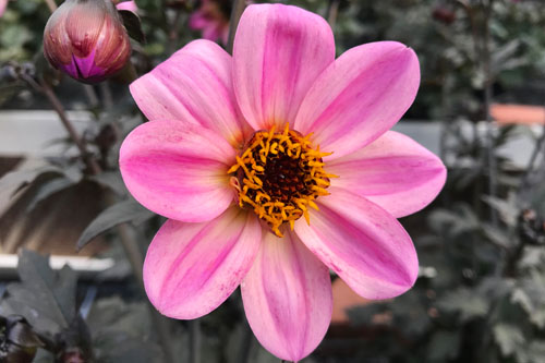 Dahlia MYSTIC Dreamer Dahlia MYSTIC Dreamer