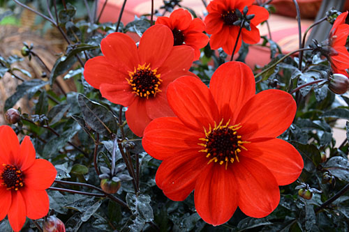 Dahlia MYSTIC Enchantment Dahlia MYSTIC Enchantment