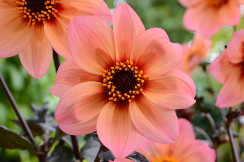 Dahlia MYSTIC Fantasy Dahlia MYSTIC Fantasy