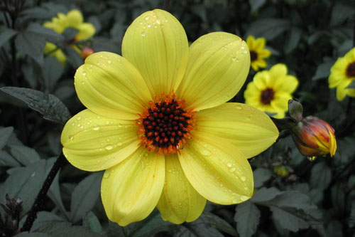 Dahlia MYSTIC Illusion Dahlia MYSTIC Illusion