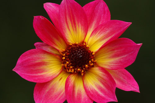 Dahlia MYSTIC Sparkler Dahlia MYSTIC Sparkler