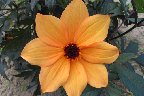 Dahlia MYSTIC Spirit Dahlia MYSTIC Spirit
