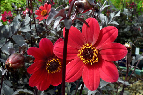 Dahlia MYSTIC Wonder Dahlia MYSTIC Wonder