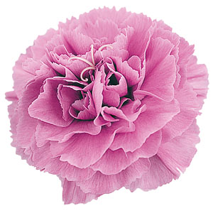 Dianthus Devon Cottage Pink