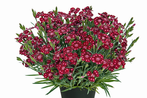 Dianthus MINION Dark Red