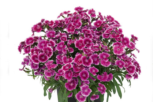 Dianthus SUMMER DIAMONDS Little Violet