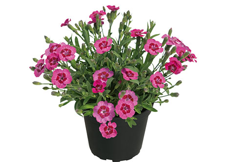 Dianthus TOUCH Finger Touch