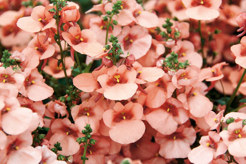Diascia Breezee Apricot 2026 Diascia Breezee Apricot 2026