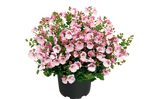 Diascia Breezee Apple Blossom 2026 Diascia Breezee Apple Blossom 2026