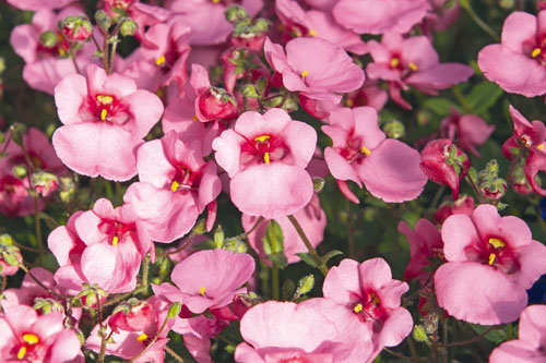 Diascia Breezee Pink 2026 Diascia Breezee Pink 2026