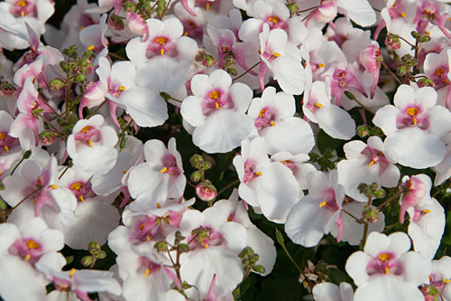 Diascia Breezee White 2026 Diascia Breezee White 2026