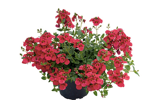 Diascia Breezee Red Diascia Breezee Red