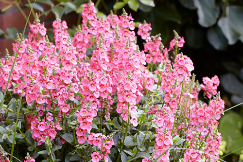 Diascia SUNDIASCIA Blush Pink Diascia SUNDIASCIA Blush Pink
